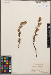 Foto von Salix cinerea L.